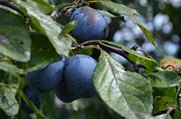 Plum fruit growing on tree. Free public domain CC0 image. 