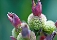 Flower buds. Free public domain CC0 image.