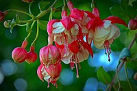 Fuchsia background. Free public domain CC0 photo.