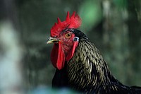 Rooster, poutry industry. Free public domain CC0 photo.