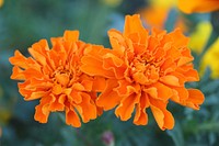 Marigold flower. Free public domain CC0 photo.