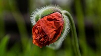 Poppy bud desktop wallpaper. Free public domain CC0 image.