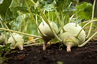 Agricultural vegetable garden. Free public domain CC0 photo.