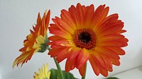 Orange gerbera. Free public domain CC0 image.