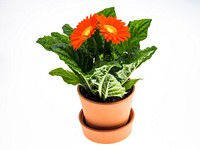 Orange gerbera. Free public domain CC0 image.