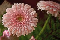 Pink gerbera background. Free public domain CC0 image.