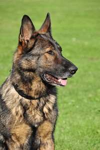 German shepherd. Free public domain CC0 photo.