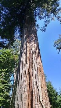 Aesthetic tree trunk background. Free public domain CC0 photo.