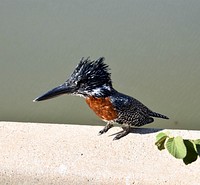 Kingfisher, bird photography. Free public domain CC0 image.