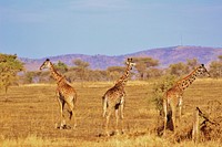 Giraffe tower, animal family. Free public domain CC0 photo.