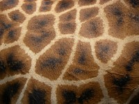 Giraffe skin close up texture. Free public domain CC0 photo.