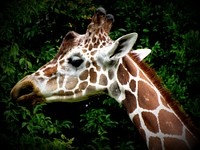 Giraffe face image. Free public domain CC0 photo.