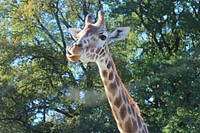 Giraffe face image. Free public domain CC0 photo.