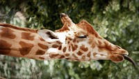 Giraffe face image. Free public domain CC0 photo.