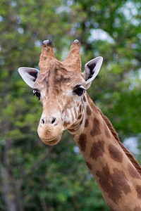 Giraffe face image. Free public domain CC0 photo.