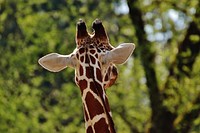 Giraffe face image. Free public domain CC0 photo.