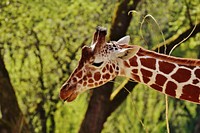 Giraffe face image. Free public domain CC0 photo.