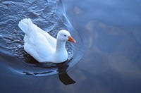 White domestic goose swimming. Free public domain CC0 image.