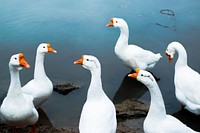 Group of white gooses walking. Free public domain CC0 photo.