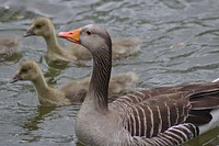 Greylag goose swimming with goslings. Free public domain CC0 photo.