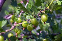 Closeup on gooseberry fruit. Free public domain CC0 photo. 