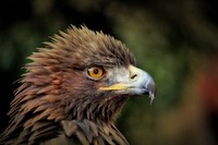 Eagle, bird photo. Free public domain CC0 image.
