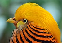 Golden pheasant, bird photography. Free public domain CC0 image.