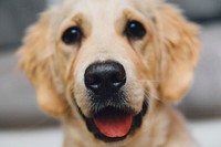 Golden retriever. Free public domain CC0 photo.