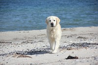 White dog walking on beach. Free public domain CC0 photo.