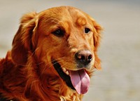 Brown dog close up face. Free public domain CC0 photo.