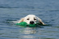 Dog grabbing thing and swimming in river. Free public domain CC0 photo.