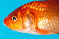 Goldfish close up. Free public domain CC0 photo.