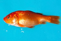 Goldfish close up. Free public domain CC0 photo.