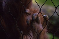 Monkey hand on cage.  Free public domain CC0 image.
