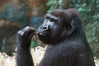 Gorilla image. Free public domain CC0 photo.