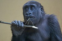 Gorilla. Free public domain CC0 image.