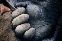 Gorilla image. Free public domain CC0 photo.