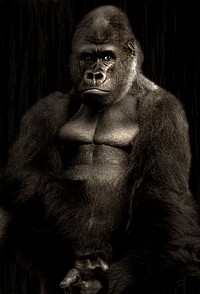 Gorilla photo. Free public domain CC0 image.