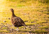 Pheasant, bird photography. Free public domain CC0 image.