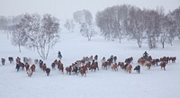 Horses in winter. Free public domain CC0 photo.