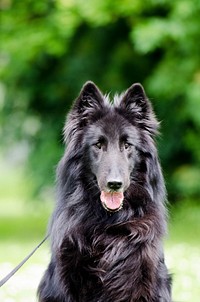 Black dog with leash. Free public domain CC0 photo.