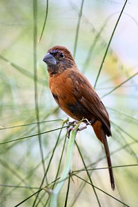 Brown bird on branch. Free public domain CC0 image.