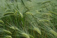 Wheat field. Free public domain CC0 photo.