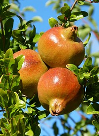 Pomegranate growing on tree. Free public domain CC0 photo.