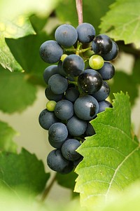 Closeup on red grape plant. Free public domain CC0 photo.