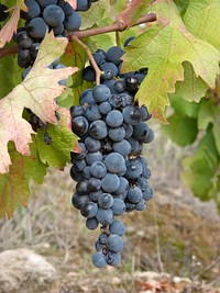 Closeup on red grape plant. Free public domain CC0 photo.