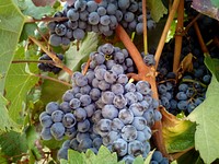 Closeup on red grape plant. Free public domain CC0 photo.