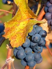 Closeup on red grape plant. Free public domain CC0 photo.