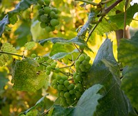 Closeup on green grape plant. Free public domain CC0 photo.