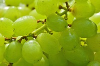 Closeup on green grapes. Free public domain CC0 photo.